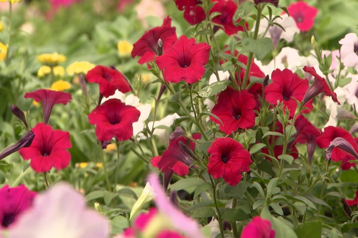 Check labels when choosing petunias